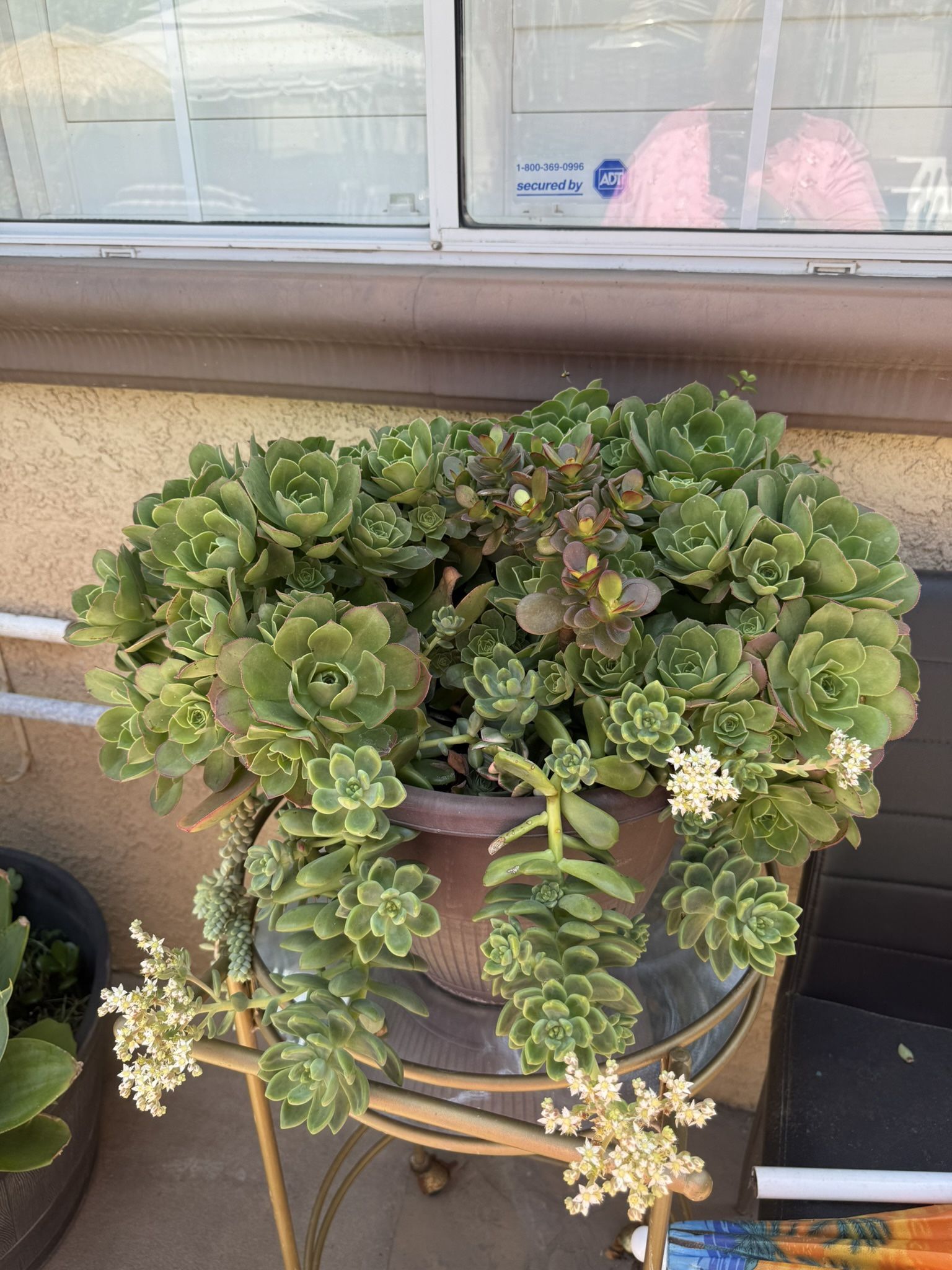 succulent plants