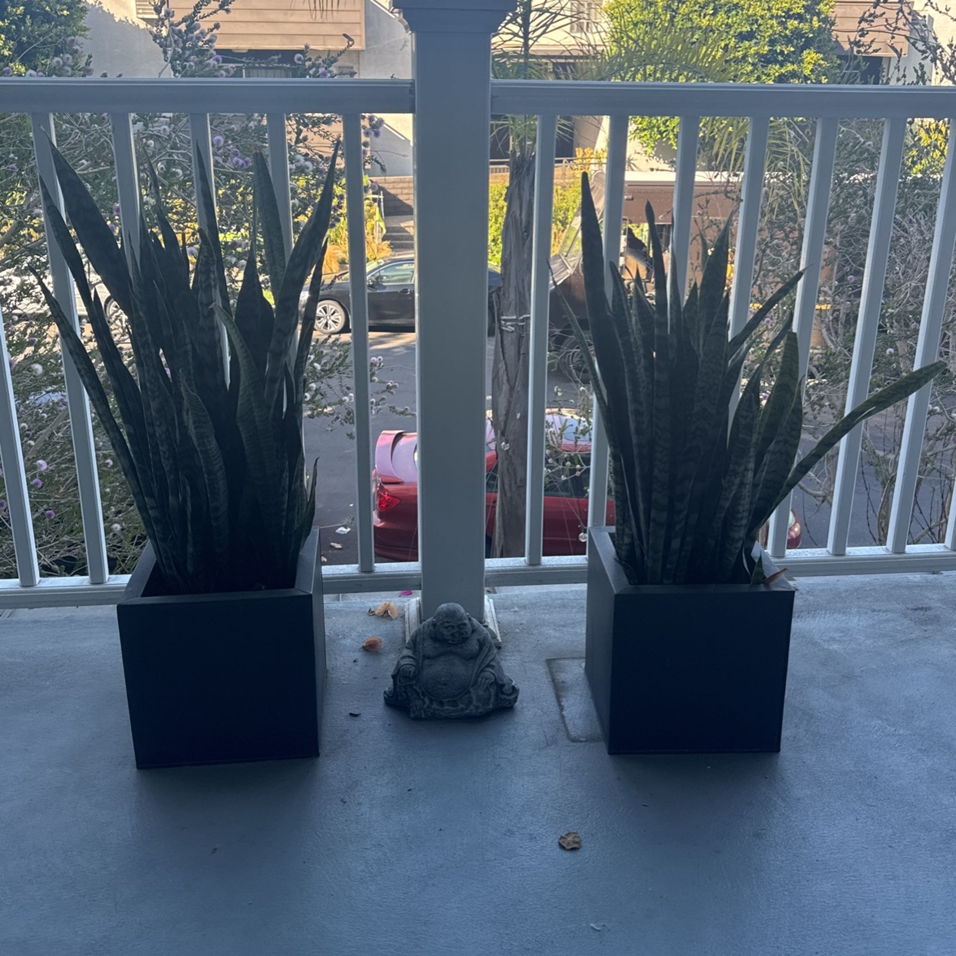 2 Potted Snake Plants 