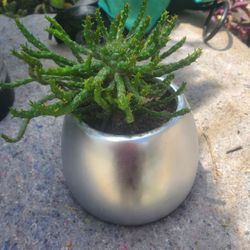 Euphorbia Medusa Succulents Plant