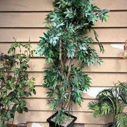Plant 