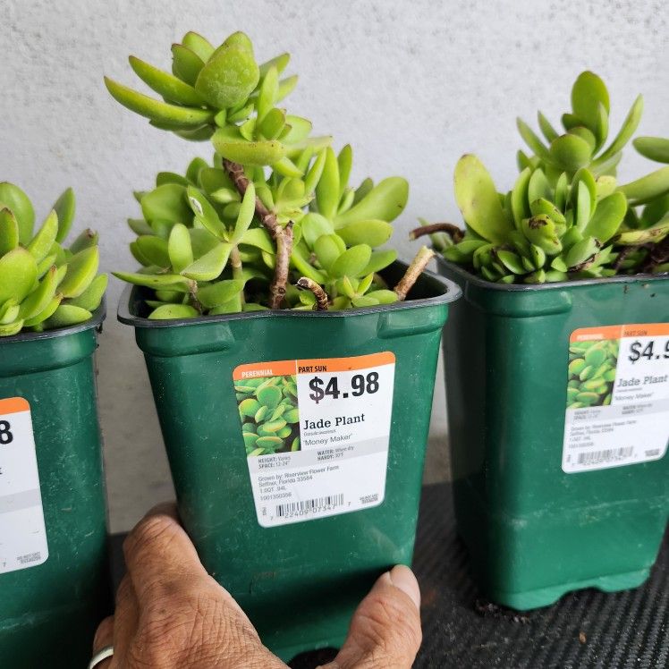 $4 Each Crassula Money Maker Jade Succulent Plant