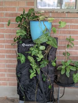 Arrowhead Plant With Ceramic Pot 