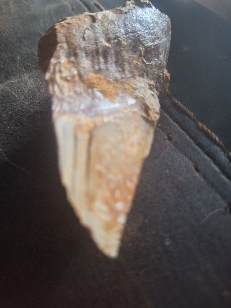 Fossil Tiger SHARK Tooth
