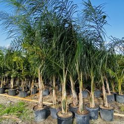 Queen Palms 15 Galones 7 - 8 ft 