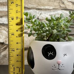 Cute Succulent Oscularia Deltoides  In Mini Ceramic Pot 2.5"H.