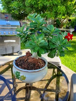 Desert flower