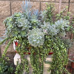 Assorted Succulent Plants I. Terracotta Pot 