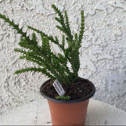 3 Inch Pot Succulent Plant - Crassula Muscosa - Watch Chain - Rooted & Established - Drought Resistant 🪴