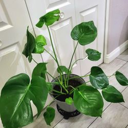 🌿Healthy Live Air Purifying Houseplant Monstera Deliciosa 31" Tall In Pot Diameter 12" ~ Easy To Grow