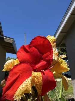 Canna Lily 