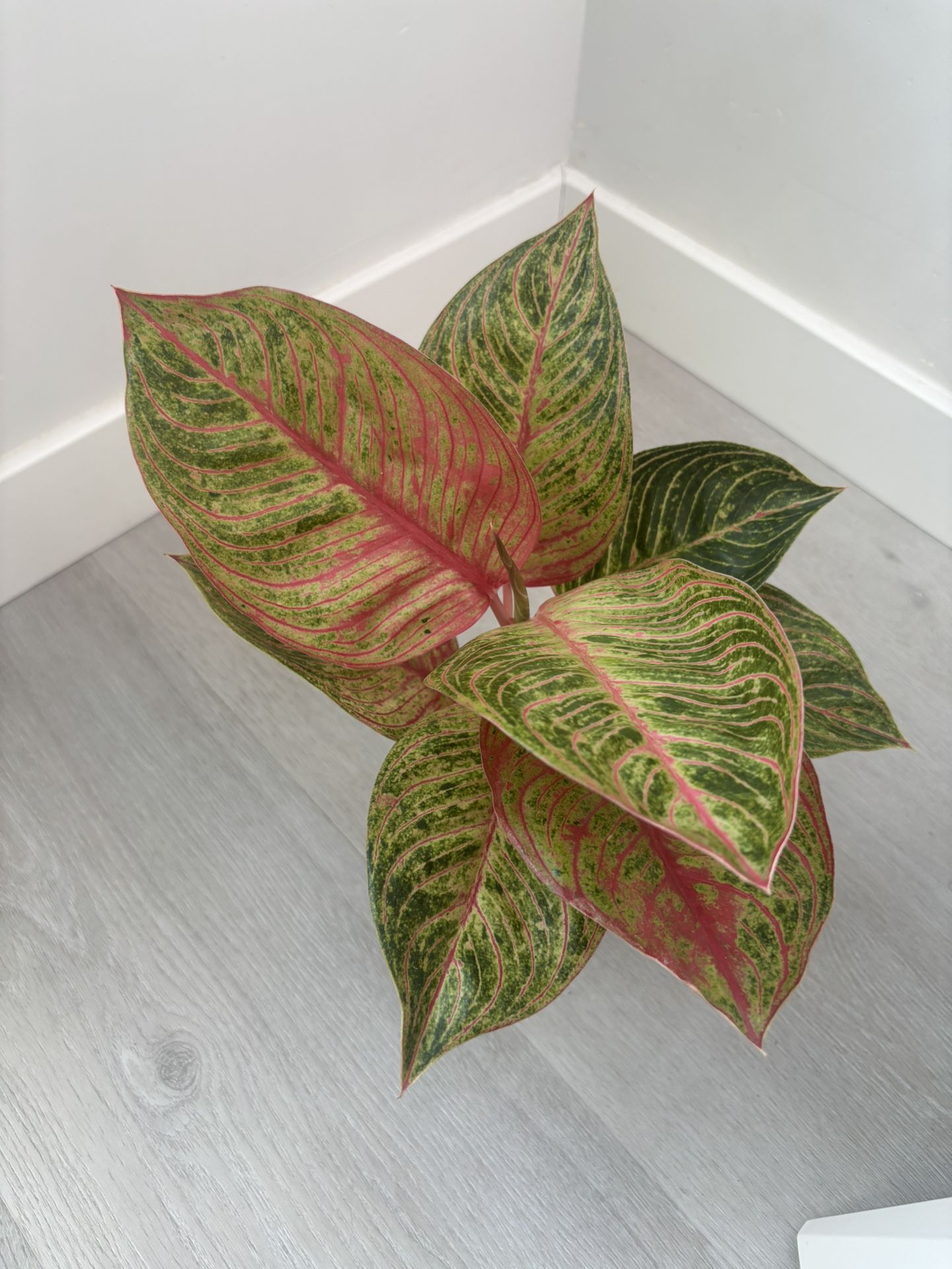Aglaonema Hughes