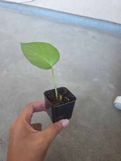 Plant