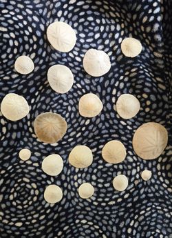 18 Sand Dollars