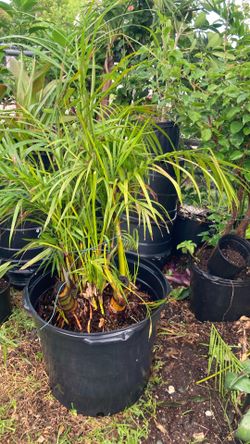 Plantas 🪴