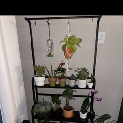 Plant Wall/ Plant Shelf