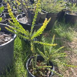 Acacia pravissima Plant - 1 Gallon Potted Live Plant
