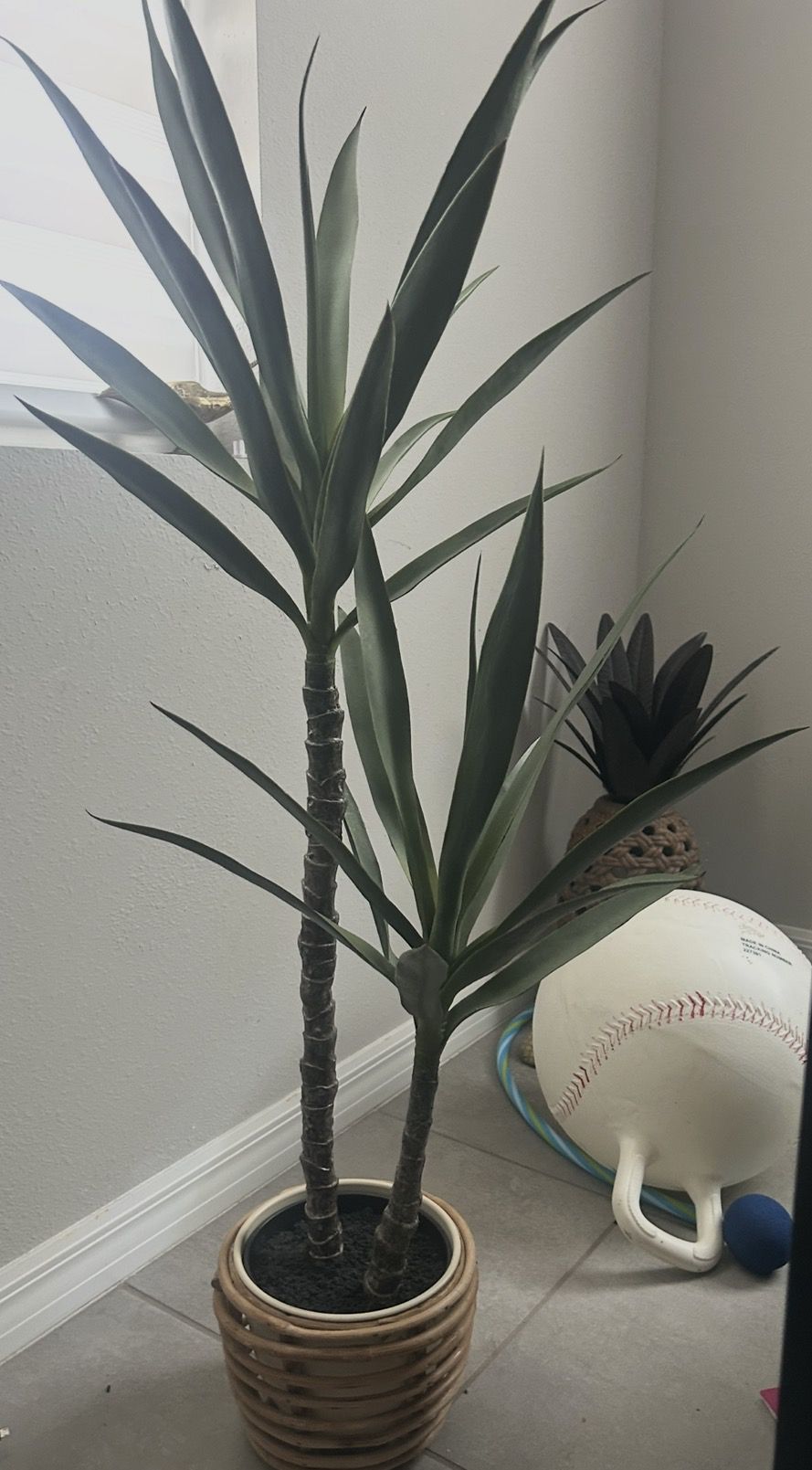 Modern Dracaena / Yucca Cane Plant in Woven Planter – Tall Indoor Decor (2)