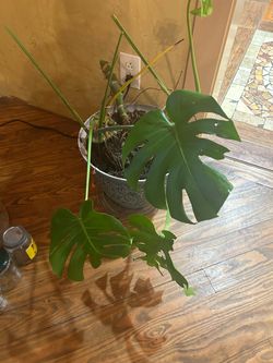 Monstera Deliciosa Live Plant in Pot