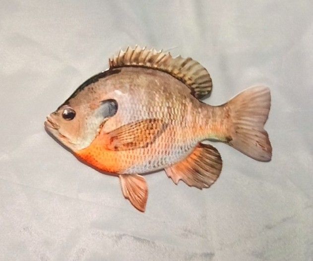 New Realistic Replies Bluegill Wall Mount. 10".