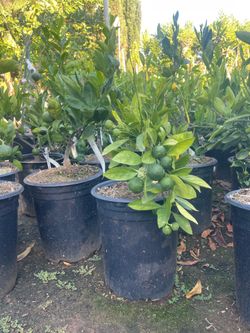 Citrus Trees- 5 Gallon Size - Fruiting Age-