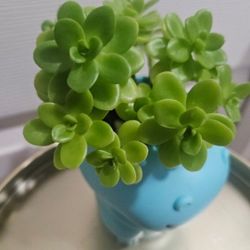 Plant in Hippopotamus pot 