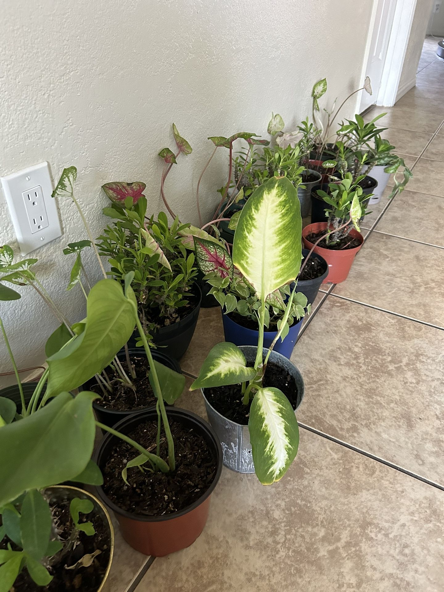 Plants For Sake 10 Each 