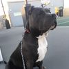 Duke