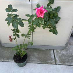 Large Pink Rosebush Plant