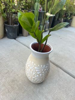 Shade plant