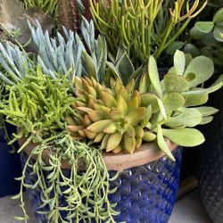 12” Ceramic Succulent Arrangement
