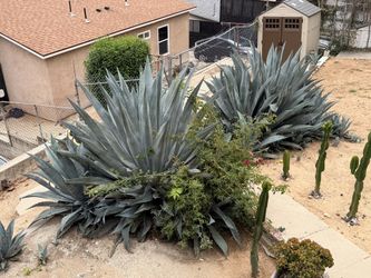 Assorted Agave