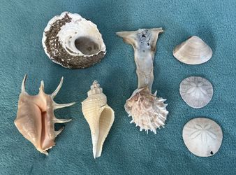 Seashell Collection — Set of 7 Beautiful Shells Great for Collection or Decor