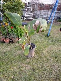 Banana Tree