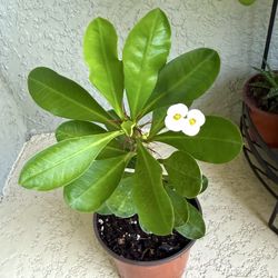 Small flower  crown of  thorns plant