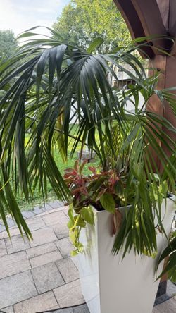 Beautiful Assorted Indoor Plants (NOT including Planters)