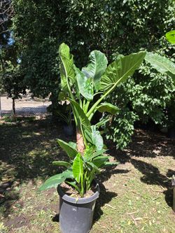 Elephant Ear Plant