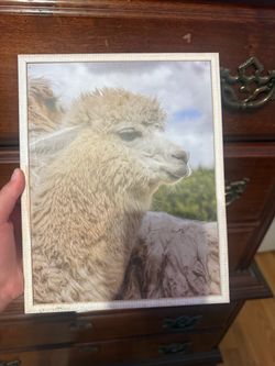 Llama picture