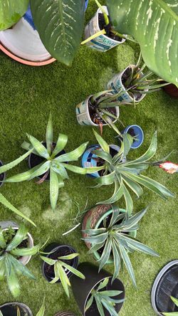 Potted Bromeliad / Spider Plant Collection