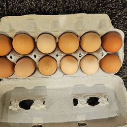 Chicken Eggs 