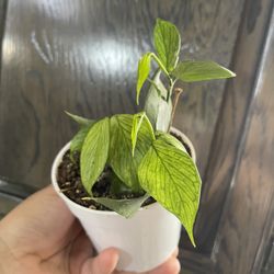 4” Hoya Polyneura