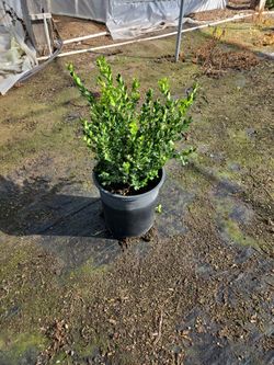 Boxwood 5 Gallon For Sale.
