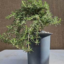 Old Rosemary ( Salvia rosmarinus ) Bonsai Tree