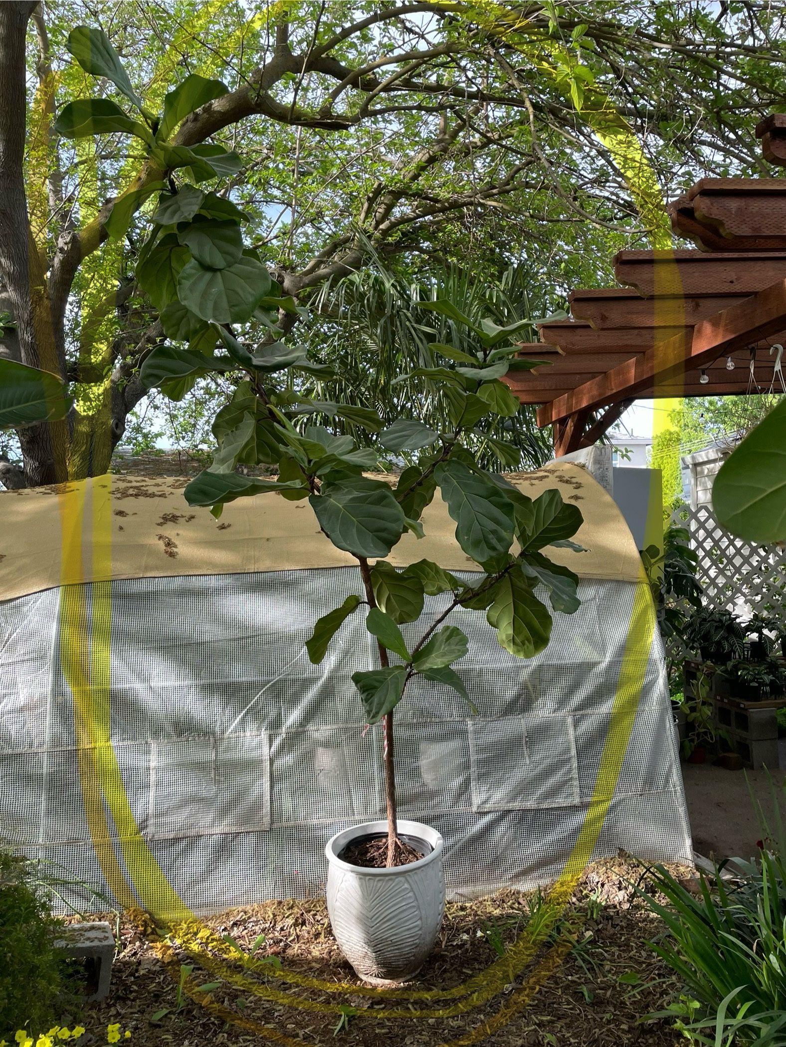 See description* live plant! ~8ft super healthy fiddle leaf fig, ceramic pot not included;95820