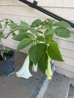 White Angel’s Trupet Plant 