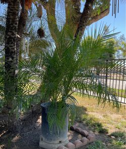 Palm tree $30
