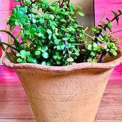 Potted Elephant, Food Plant