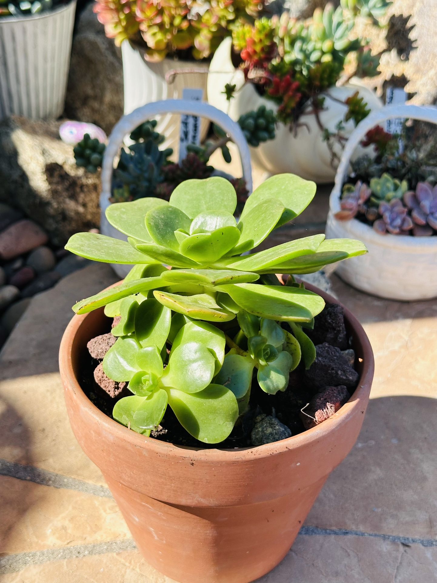 Beautiful Succulents