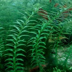 Freshwater Aquarium Plants