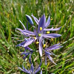 Camas Lily Flower Bulbs Perennial Rare Native Plant