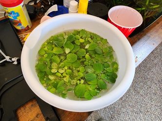 Aquarium lettuce plants